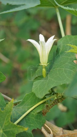 Foto de Beautiful white flowers of Coccinia grandis also known as ivy, little or scarlet gourd, rashmato etc. It is an edible vegetable in Indian states. - Imagen libre de derechos