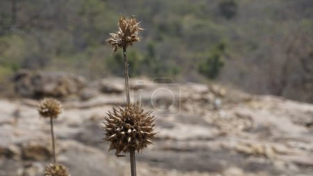 Photo for Closeup of dry fruits of Leonotis nepetifolia belongs to Lamiaceae or Mint family also known as Klipp Dagga, Lions Ear etc - Royalty Free Image