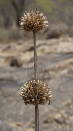 Photo for Closeup of dry fruits of Leonotis nepetifolia belongs to Lamiaceae or Mint family also known as Klipp Dagga, Lions Ear etc - Royalty Free Image