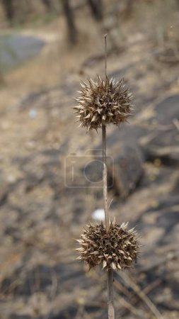 Foto de Closeup of dry fruits of Leonotis nepetifolia belongs to Lamiaceae or Mint family also known as Klipp Dagga, Lions Ear etc - Imagen libre de derechos
