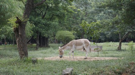 Téléchargez les photos : Beautiful Indian Wild ass also known as Equus hemionus khur, onager, Ghudkhur and Khur. From Arignar Anna Zoological Park at Vandalur, Chennai - en image libre de droit
