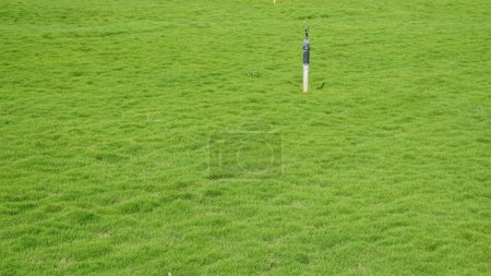 Téléchargez les photos : Fully grown lawn ready for cultivation. Cultivation outskirts of Bangalore. Lush evergreen grass of Cynodon dactylon also known as Bermuda, crab etc - en image libre de droit