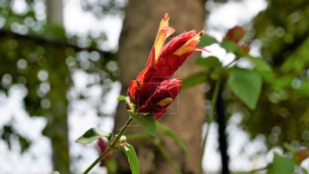 Photo for Closeup of beautiful flowers of Justicia brandegeeana known as Shrimpplant, False hop, Honolulu salvia, Mexican Plume etc - Royalty Free Image