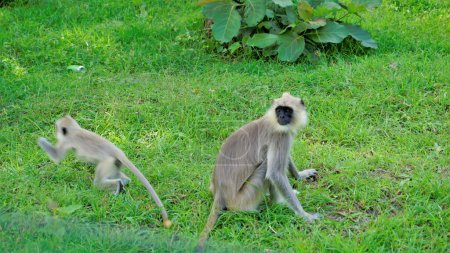Photo for Female Gray langurs, also called Hanuman monkeys or Semnopithecus with their playful baby in forest of the Bandipur mudumalai Ooty Road, India. - Royalty Free Image
