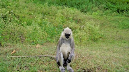 Photo for Lone male Gray langurs, also called Hanuman monkeys or Semnopithecus sitting in roadside in the forest of the Bandipur mudumalai Ooty Road, India. - Royalty Free Image
