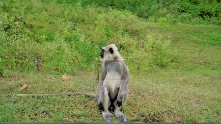 Photo for Lone male Gray langurs, also called Hanuman monkeys or Semnopithecus sitting in roadside in the forest of the Bandipur mudumalai Ooty Road, India. - Royalty Free Image