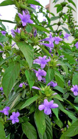 Téléchargez les photos : Portrait de Barleria cristata également connu sous le nom de violet philippin, Bluebell barleria, violet philippin crête, ange violet, étoile filante, Blue Togor - en image libre de droit