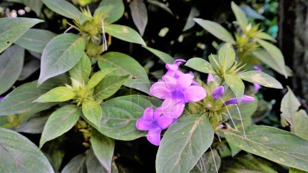 Foto de Paisaje de Flores de Barleria cristata también conocido como Filipina violeta, Bluebell barleria, Cresta Filipina violeta, Ángel púrpura, Estrella fugaz - Imagen libre de derechos