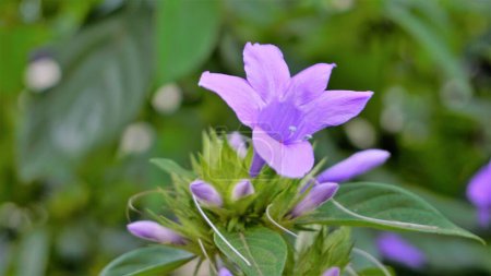 Foto de Paisaje de Flores de Barleria cristata también conocido como Filipina violeta, Bluebell barleria, Cresta Filipina violeta, Ángel púrpura, Estrella fugaz - Imagen libre de derechos