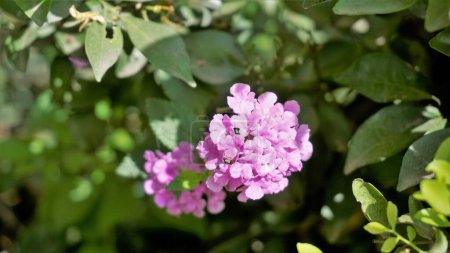 Téléchargez les photos : Fleurs de Lantana montevidensis également connu sous le nom de Lantana pourpre, Verveine sauvage, Lantana traînante, Lantana rampant, Lantana pleureur, Petite lantana, - en image libre de droit