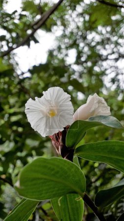 Téléchargez les photos : Gros plan de fleur de Costus speciosus connu sous le nom de Canereed, Cheilocostus speciosus, Amomum arboreum etc. - en image libre de droit