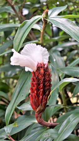 Téléchargez les photos : Gros plan de fleur de Costus speciosus connu sous le nom de Canereed, Cheilocostus speciosus, Amomum arboreum etc. - en image libre de droit