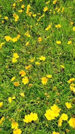 Téléchargez les photos : Image de fond faite de belles fleurs jaunes de Coreopsis lanceolata également connu sous le nom de jardin, sable coreopsis, Lance feuille tickseed etc. Repéré dans les jardins de kodaikanal. - en image libre de droit
