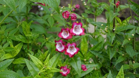 Paisaje de hermosas flores de colores de la planta Penstemon hartwegii también conocido como lengua de barba Hartwegs. Esta especie es originaria de México.
