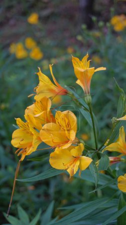 Foto de Hermosas flores amarillas de Alstroemeria ligtu también conocida como Saint Martins Lily, Astromelias Flores. - Imagen libre de derechos