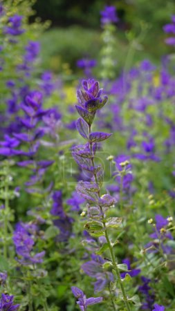 Photo for Salvia viridis known as Wild clary, Annual clary, Bluebeard, Green, Joseph,Painted, Clary Sage Sage with green leaves on the flower bed in a garden. - Royalty Free Image