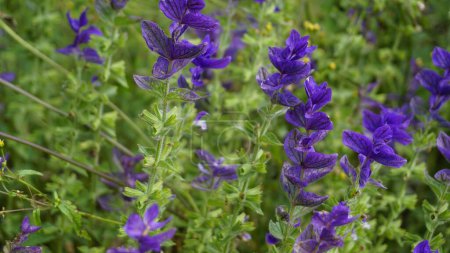 Photo for Salvia viridis known as Wild clary, Annual clary, Bluebeard, Green, Joseph,Painted, Clary Sage Sage with green leaves on the flower bed in a garden. - Royalty Free Image