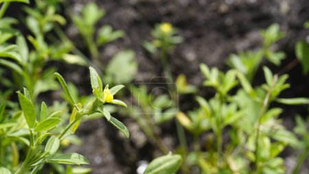 Belle petite fleur jaune de Stylosanthes viscosa également connu comme ami des pauvres, crayon visqueux