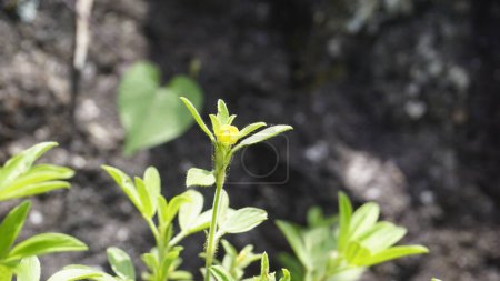 Beautiful small yellow flower of Stylosanthes viscosa also known as Poormans friend, Viscid pencil