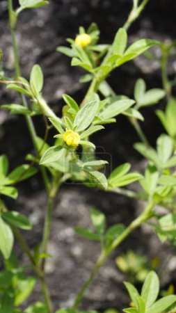 Belle petite fleur jaune de Stylosanthes viscosa également connu comme ami des pauvres, crayon visqueux
