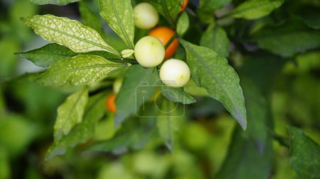 Solanum pseudocapsicum species is mildly poisonous fruit known as the Jerusalem cherry, Madeira winter cherry.