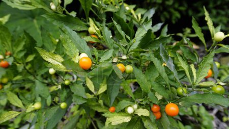 Solanum pseudocapsicum species is mildly poisonous fruit known as the Jerusalem cherry, Madeira winter cherry.