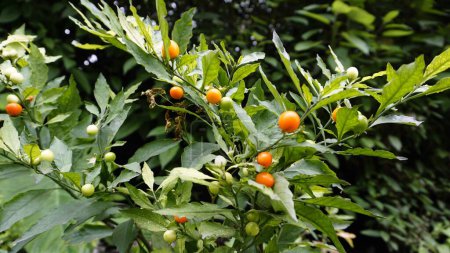 Téléchargez les photos : Solanum pseudocapsicum est un fruit légèrement toxique connu sous le nom de cerise de Jérusalem, cerise d'hiver de Madère. - en image libre de droit