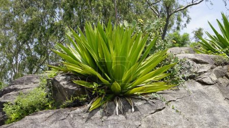 La planta silvestre de Furcraea foetida es una planta sin tallo también conocida como Cabuya gigante, aloe verde, cáñamo de Mauricio, etc. Se encuentra en zonas montañosas silvestres kodaikanal.
