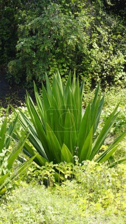 La planta silvestre de Furcraea foetida es una planta sin tallo también conocida como Cabuya gigante, aloe verde, cáñamo de Mauricio, etc. Se encuentra en áreas montañosas silvestres kodaikanal. Utilizado para fibra y productos textiles