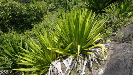La planta silvestre de Furcraea foetida es una planta sin tallo también conocida como Cabuya gigante, aloe verde, cáñamo de Mauricio, etc. Se encuentra en áreas montañosas silvestres kodaikanal. Utilizado para fibra y productos textiles