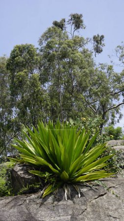 La plante sauvage de Furcraea foetida est une plante sans tige également connue sous le nom de Cabuya Géant, aloès vert, chanvre de Maurice, etc. Trouvé dans les zones vallonnées sauvages kodaikanal. Utilisé pour les fibres et les produits textiles
