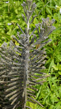 Kalanchoe delagoensis war früher als Bryophyllum delagoense bekannt und wird gemeinhin als Mutter von Millionen oder Kronleuchterpflanze bezeichnet. Gefleckt in seinem natürlichen Lebensraum am Kodaikanal