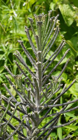 Kalanchoe delagoensis war früher als Bryophyllum delagoense bekannt und wird gemeinhin als Mutter von Millionen oder Kronleuchterpflanze bezeichnet. Gefleckt in seinem natürlichen Lebensraum am Kodaikanal