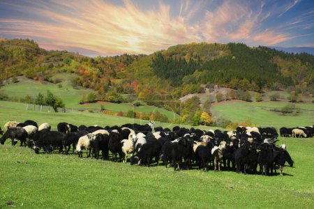 Foto de Rebaño de ovejas pastando en una colina al atardecer. - Imagen libre de derechos