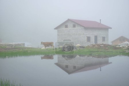 Foto de Vaca pastando junto al lago en un día de niebla - Imagen libre de derechos