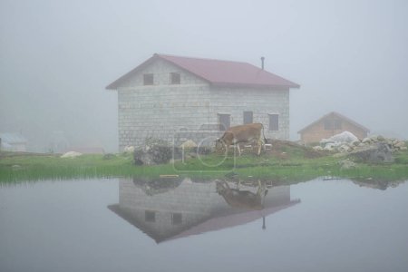 Foto de Vaca pastando junto al lago en un día de niebla - Imagen libre de derechos