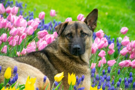 A dog looking around among colorful tulips. Dog sitting among tulips. Adorable dog in a colorful field of tulips.