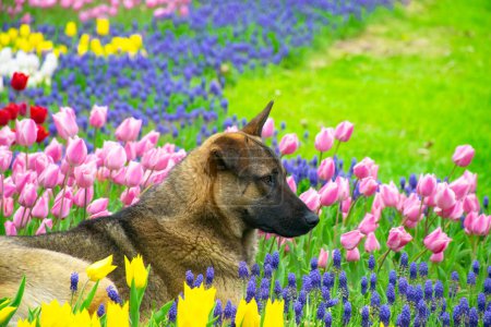 Ein Hund, der sich zwischen bunten Tulpen umsieht. Hund sitzt zwischen Tulpen. Liebenswerter Hund in einem bunten Tulpenfeld.