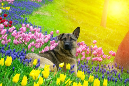 A dog looking around among colorful tulips. Dog sitting among tulips. Adorable dog in a colorful field of tulips.