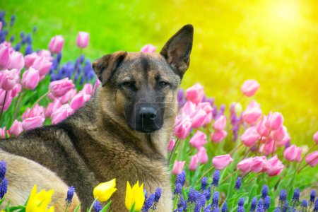 Zwischen bunten Tulpen schlummern Hunde. Hund sitzt zwischen Tulpen. Liebenswerter Hund in einem bunten Tulpenfeld.