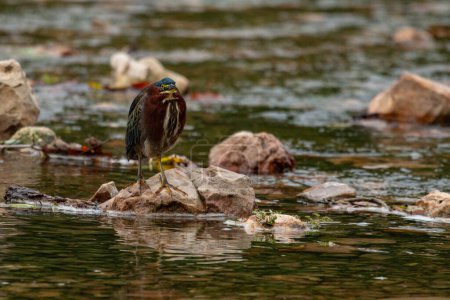 Photo for Green heron (Butorides virescens) looking for food at Schermerhorn Park in Galena, Kansas - Royalty Free Image
