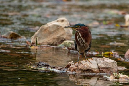 Photo for Green heron (Butorides virescens) looking for food at Schermerhorn Park in Galena, Kansas - Royalty Free Image