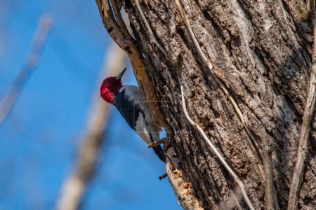 Photo for Red-headed woodpecker (Melanerpes erythrocephalus) climbing tree at Schermerhorn Park in Galena, Kansas - Royalty Free Image