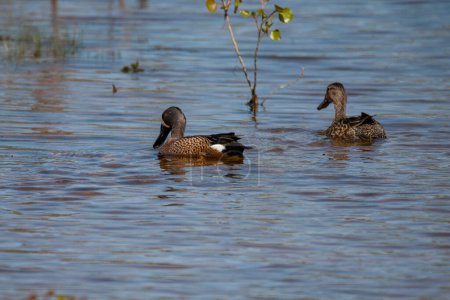 Photo for Blue-winged teal (Spatula discors) swimming at King Jack Park in Webb City, Missouri - Royalty Free Image