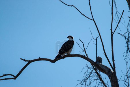 Photo for Osprey (Pandion haliaetus) sitting in tree at Schermerhorn Park in Galena, Kansas - Royalty Free Image