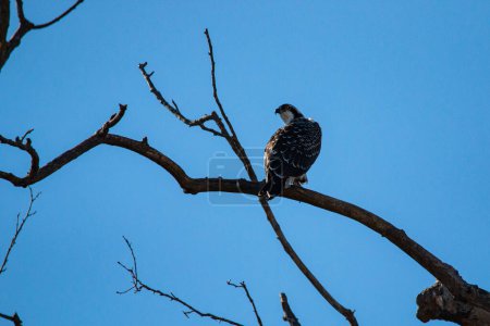 Photo for Osprey (Pandion haliaetus) sitting in tree at Schermerhorn Park in Galena, Kansas - Royalty Free Image