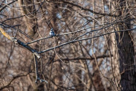 Photo for Belted kingfisher (Megaceryle alcyon) feeding at Schermerhorn Park in Galena, Kansas - Royalty Free Image