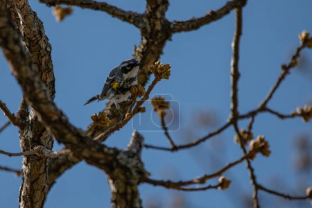 Photo for Yellow-rumped warbler (Setophaga coronata) sitting in tree at Wildcat Glades in Joplin, Missouri - Royalty Free Image