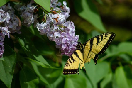 Foto de Tigre oriental swallowtail mariposa alimentación en patio trasero - Imagen libre de derechos