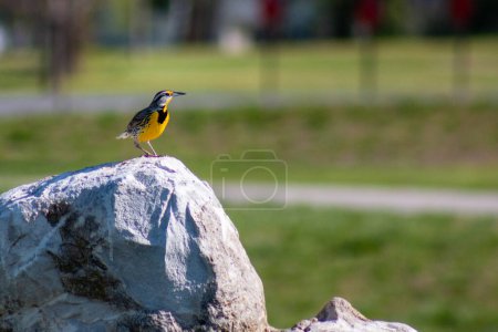 Photo for Eastern meadowlark sitting on a rock at King Jack Park in Webb City, Missouri - Royalty Free Image
